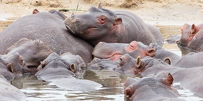 Hippopotamus group